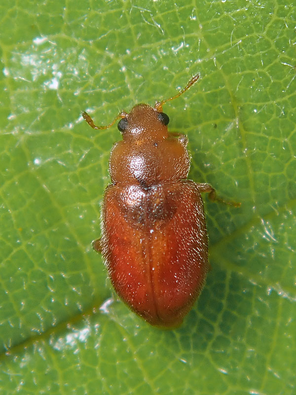 uno difficile (per me):  Coccidula rufa (Coccinellidae)